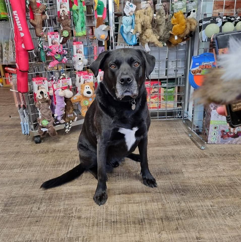 Rory at Amesbury Pets