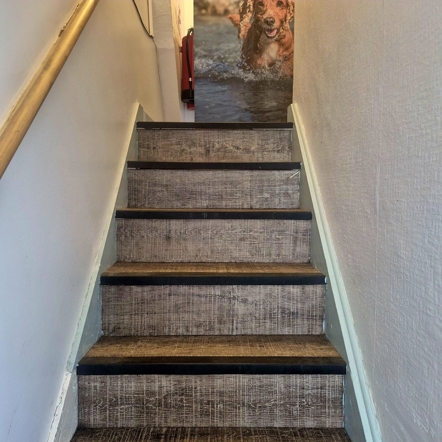 Amesbury Pets upstairs stairway
